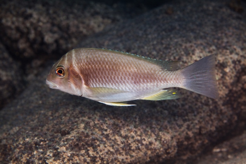 Petrochromis orthognathus 'Milima Island'